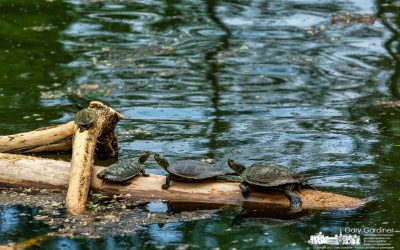 Painted Turtle Quartet