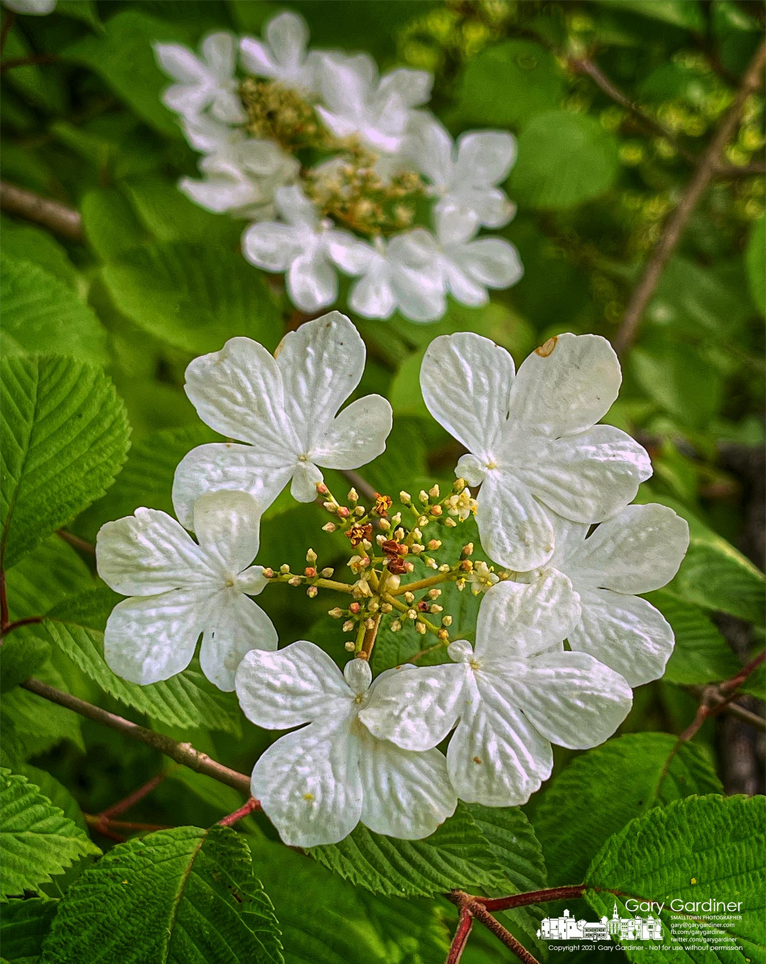 Viburnum blossoms grace the edge of the path leading to the wetlands at Boyer Nature Preserve in Westerville. My Final Photo for May 20, 2021.