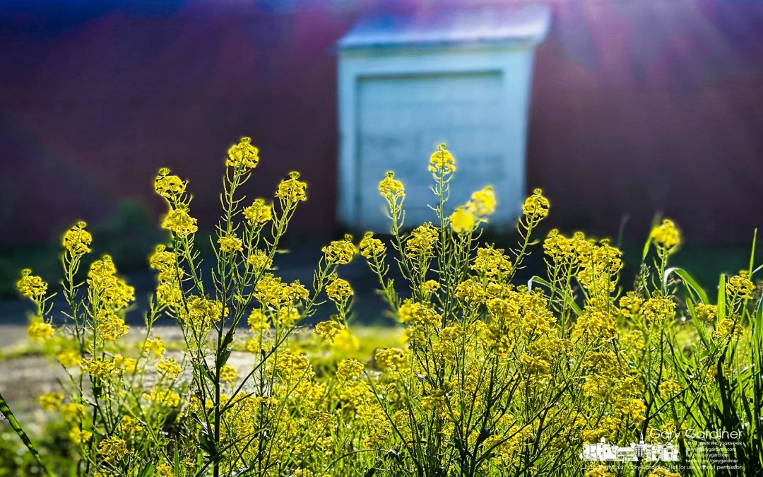Yellow Weed Morning