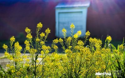 Yellow Weed Morning