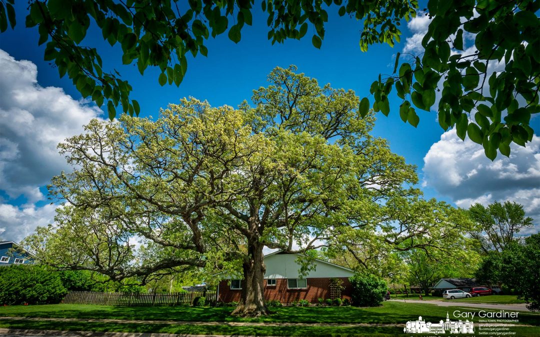 Brisbane-Barcelona Oak Spring Growth