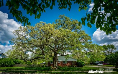Brisbane-Barcelona Oak Spring Growth