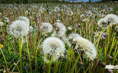In Full Seed