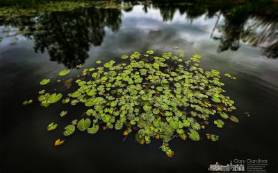 Highlands Wetlands Lily Pads