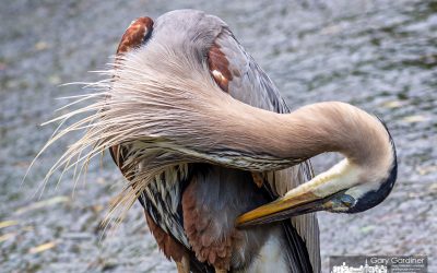 Fussing With Feathers