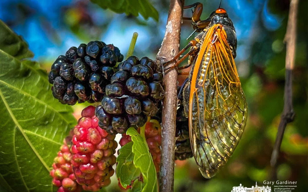 Cicadas And Mulberries