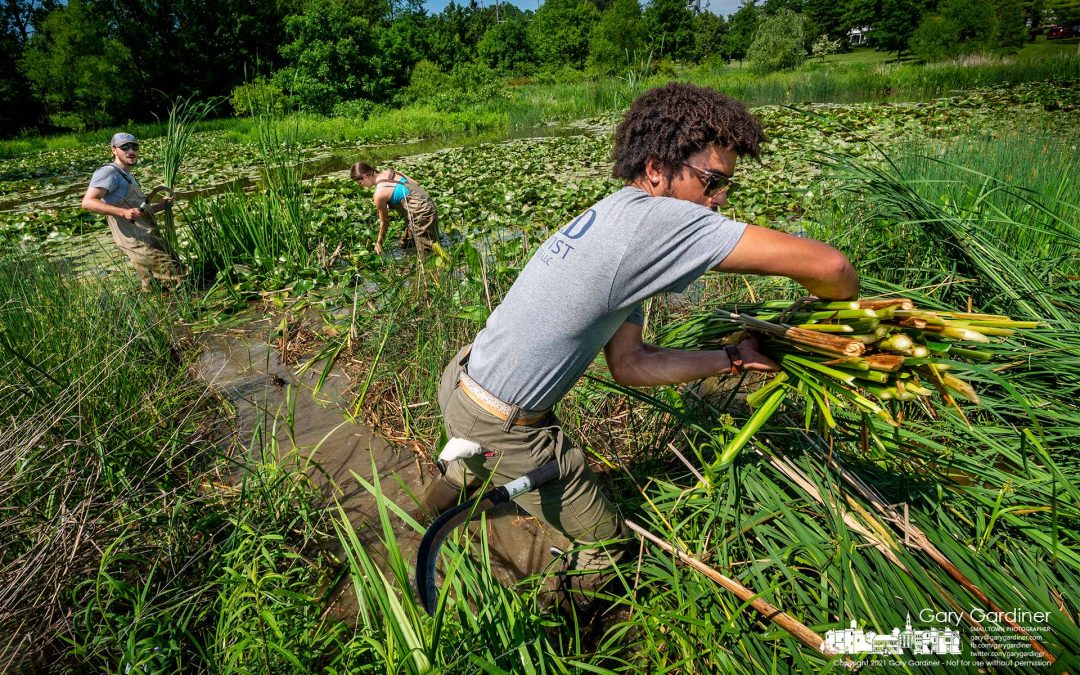 Cattail Crew Clears Congestion