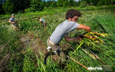 Cattail Crew Clears Congestion