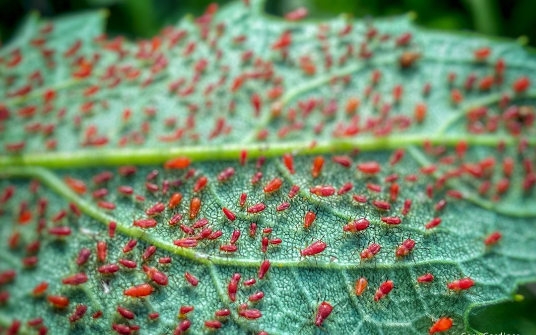 Red Aphid Afternoon