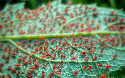 Red Aphid Afternoon