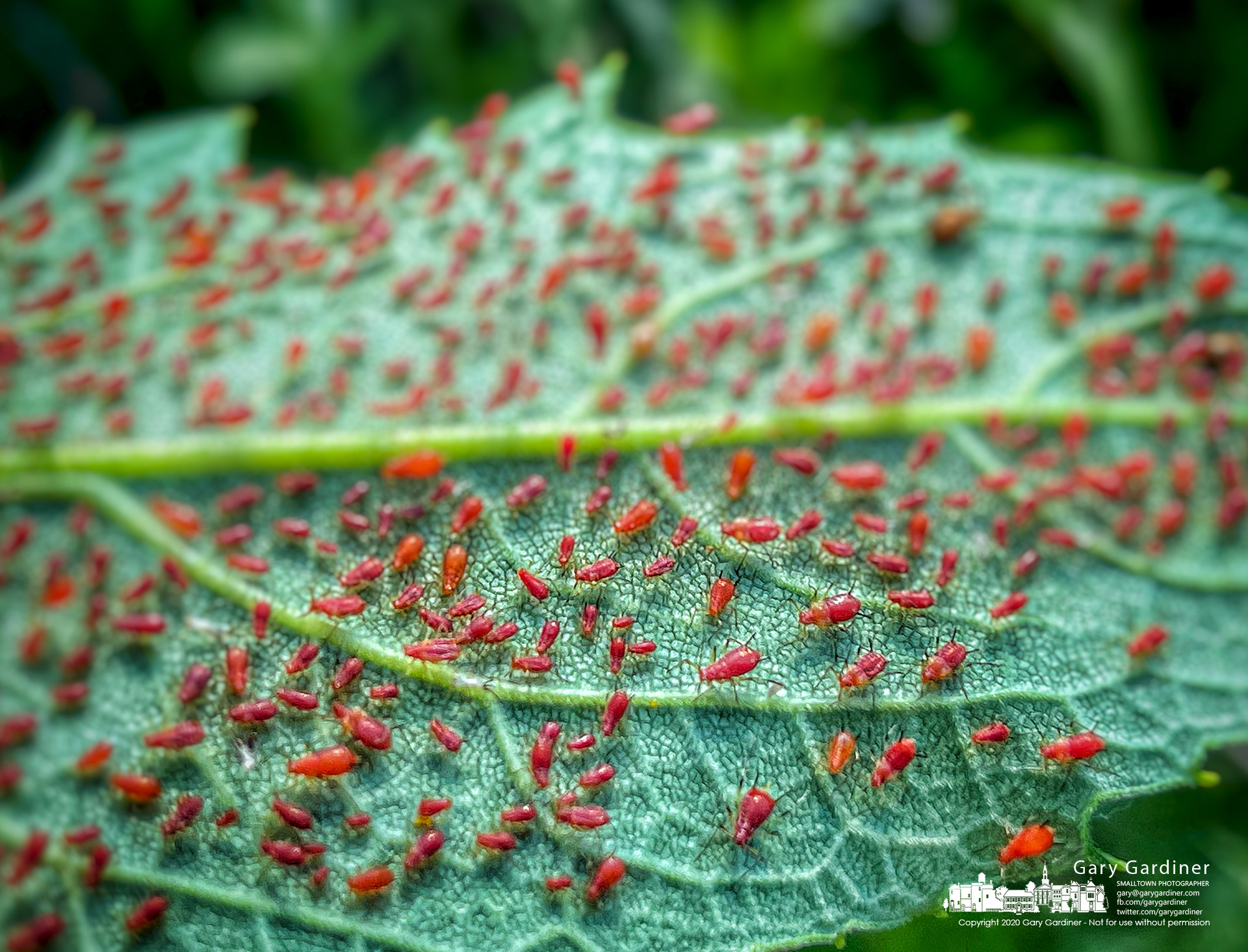 Red aphids cover the underside of leaves on prairie wildflower plans growing around the wetlands of Highlands Aquatic Center. My Final Photo for June 13, 2021.