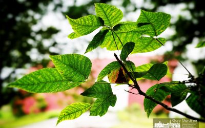 “Poison Ivy Comes A Creeping All Around”