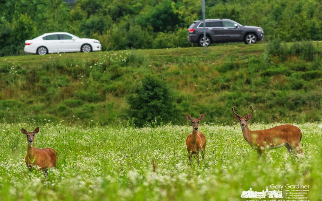 Roadside Dining