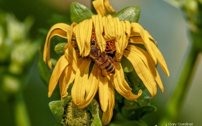 Wilted Wildflowers, Warm Nectar