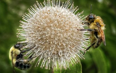 Gathering Nectar And Pollen