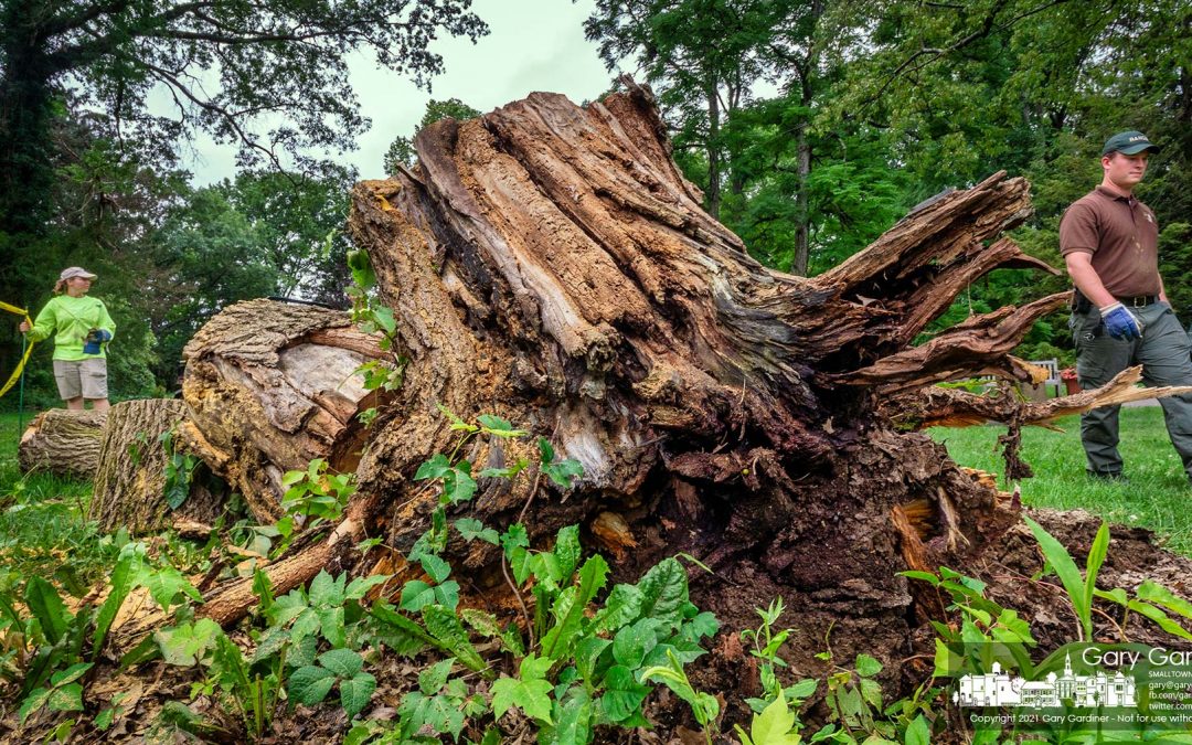 Uprooted And Removed