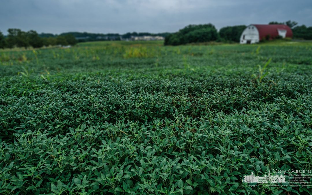 Soybean Morning