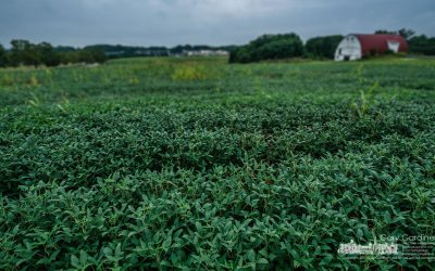 Soybean Morning
