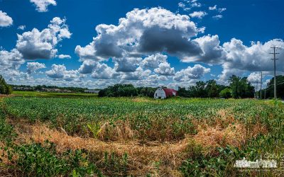 Sunny Skies. Dead Weeds.