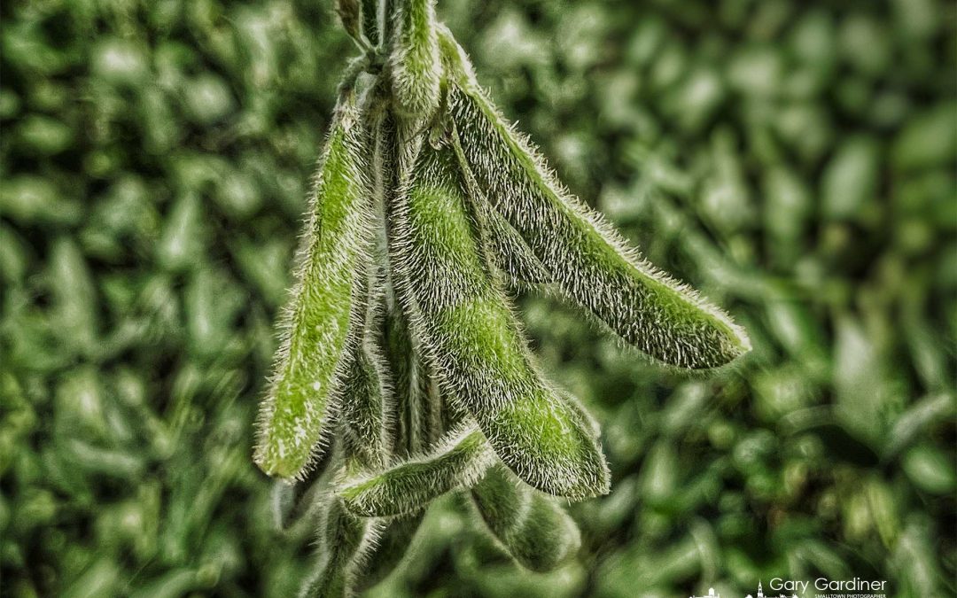 Hairy Soybean Seedpods