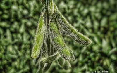 Hairy Soybean Seedpods