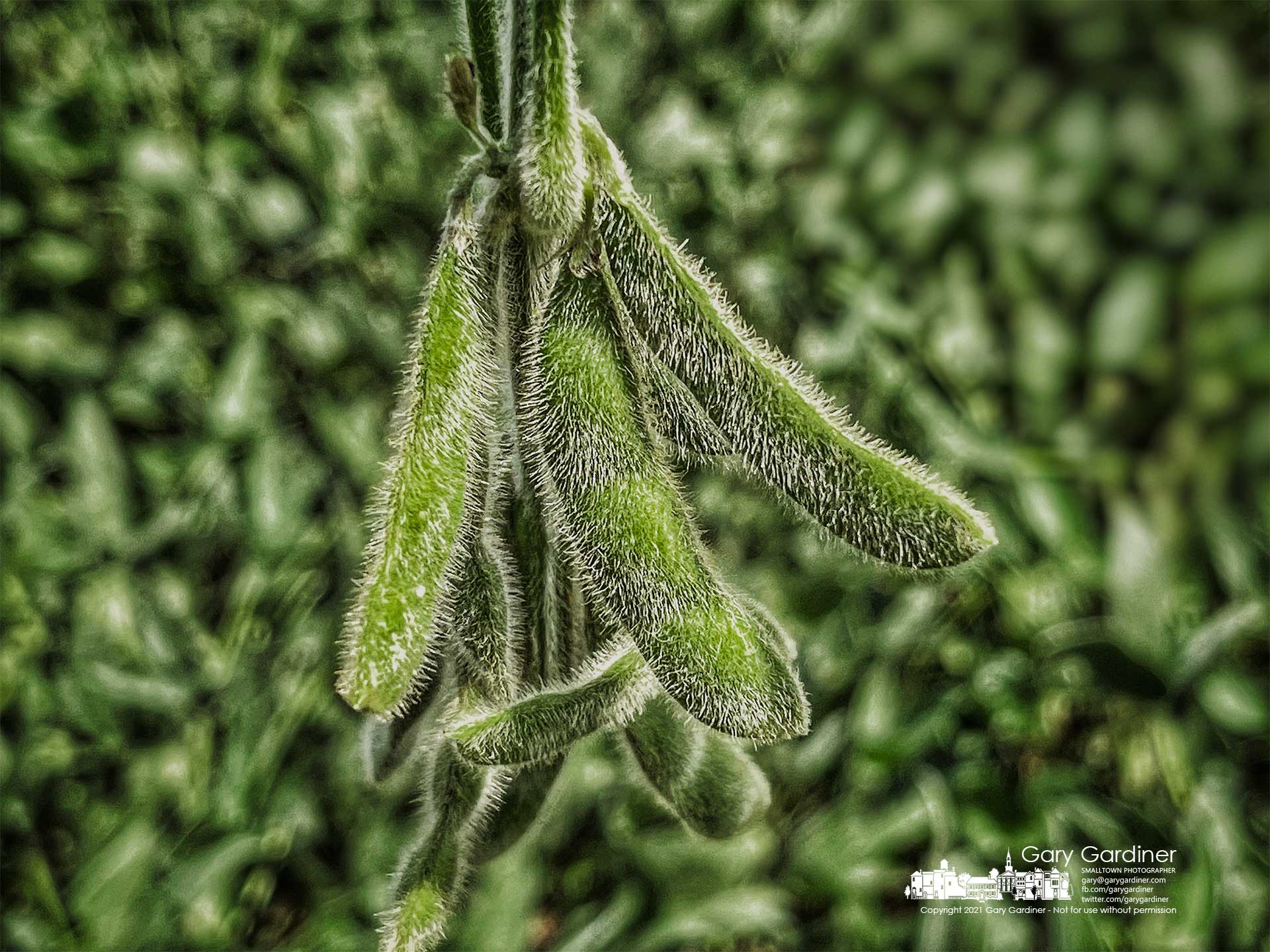 Fine hairs cover the soybean seedpods as they grow in the upper section of the fields at the Braun Farm. My Final Photo for Aug. 23, 2021.