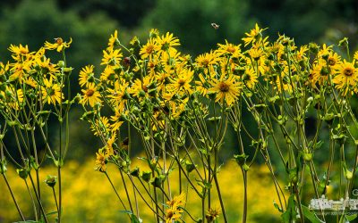 Looking For Nectar