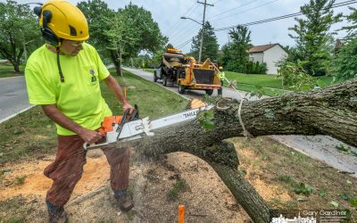 Tree Removal For Streetlights