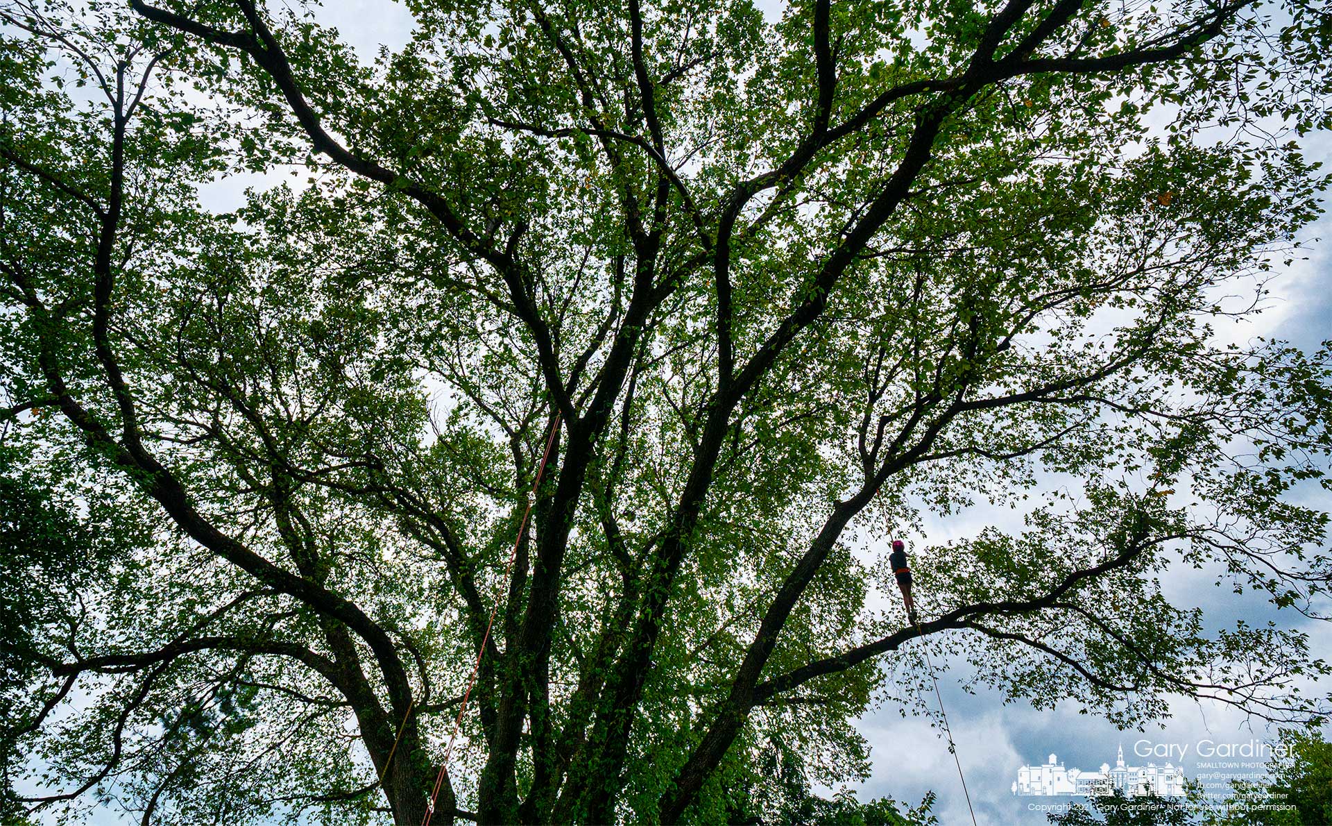 A young girl pulls herself 40-feet into the canopy of a tree at the corner of Alum Creek Par5k during Arbor Fest, an annual city event to raise awareness of the benefits of forest and prairie maintenance. My Final Photo for Sept. 25, 2021.