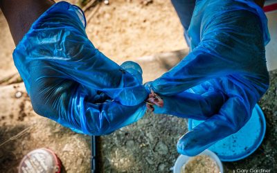 Blue-Gloved Baiter