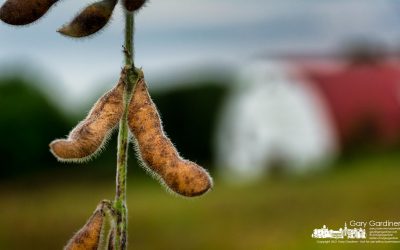 Soybean Season