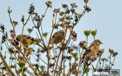 A Flock Of Three