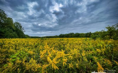 Goldenrod And Storm Clouds