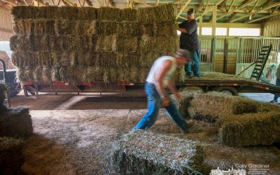 Another Load Of Hay