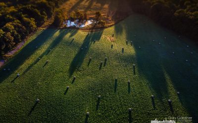 Hay Field Morning Sun