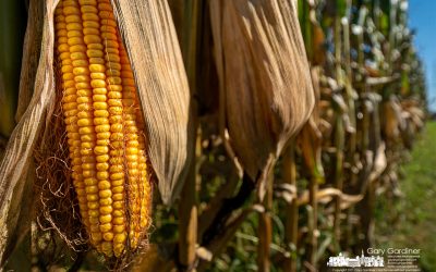 Field Corn Drying For Harvest