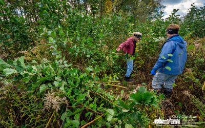 Removing The European Alder