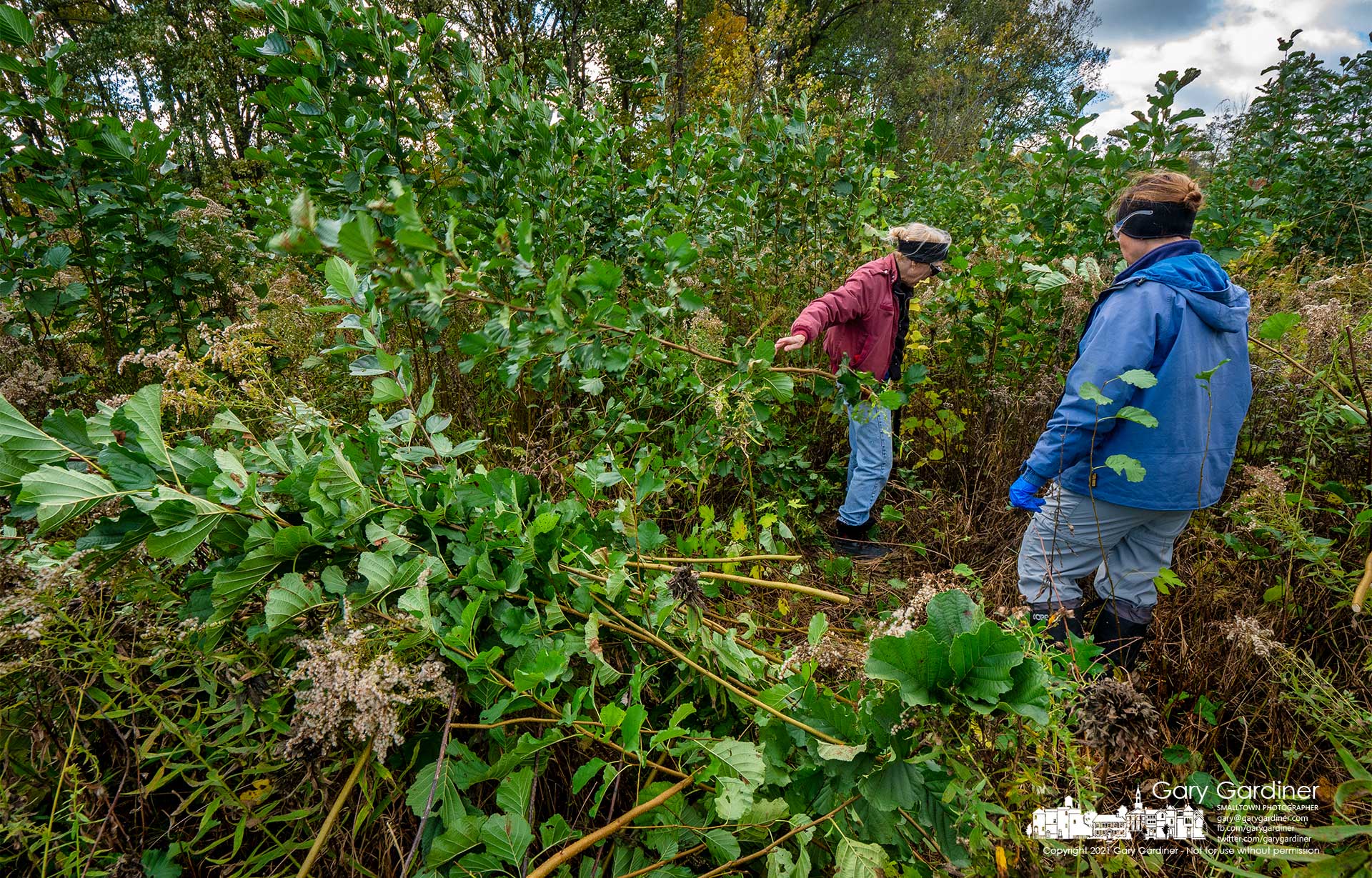 Sharon Woods rangers and volunteers remove the heavy growth of European Alder from a section of the prairie near Schrock Lake to prevent the invasive tree from taking over and killing sections of the prairie with its native grasses and wildflowers. My Final Photo for Oct. 26, 2021.