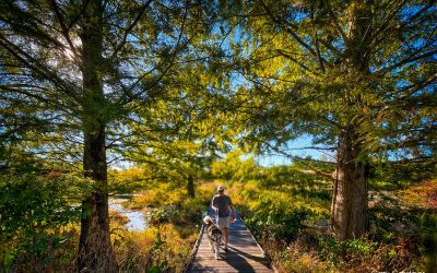 Wetlands Walk