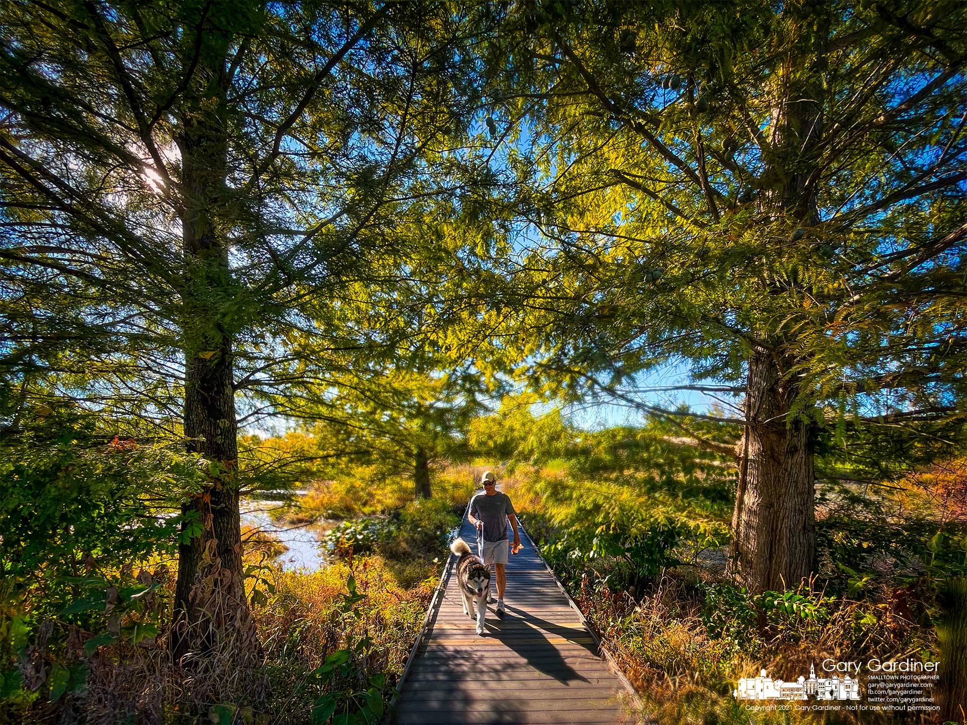 A malamute and his human companion walk in afternoon light across the short bridge spanning the main flow at the Highlands Park wetlands. My Final Photo for Oct. 18, 2021.