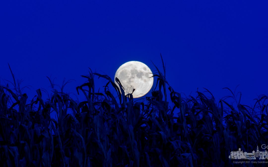 Full Moon Over Corn Field