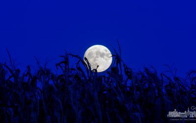 Full Moon Over Corn Field