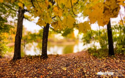 Fall Path At Hoover