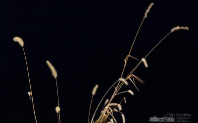 Dried Grass