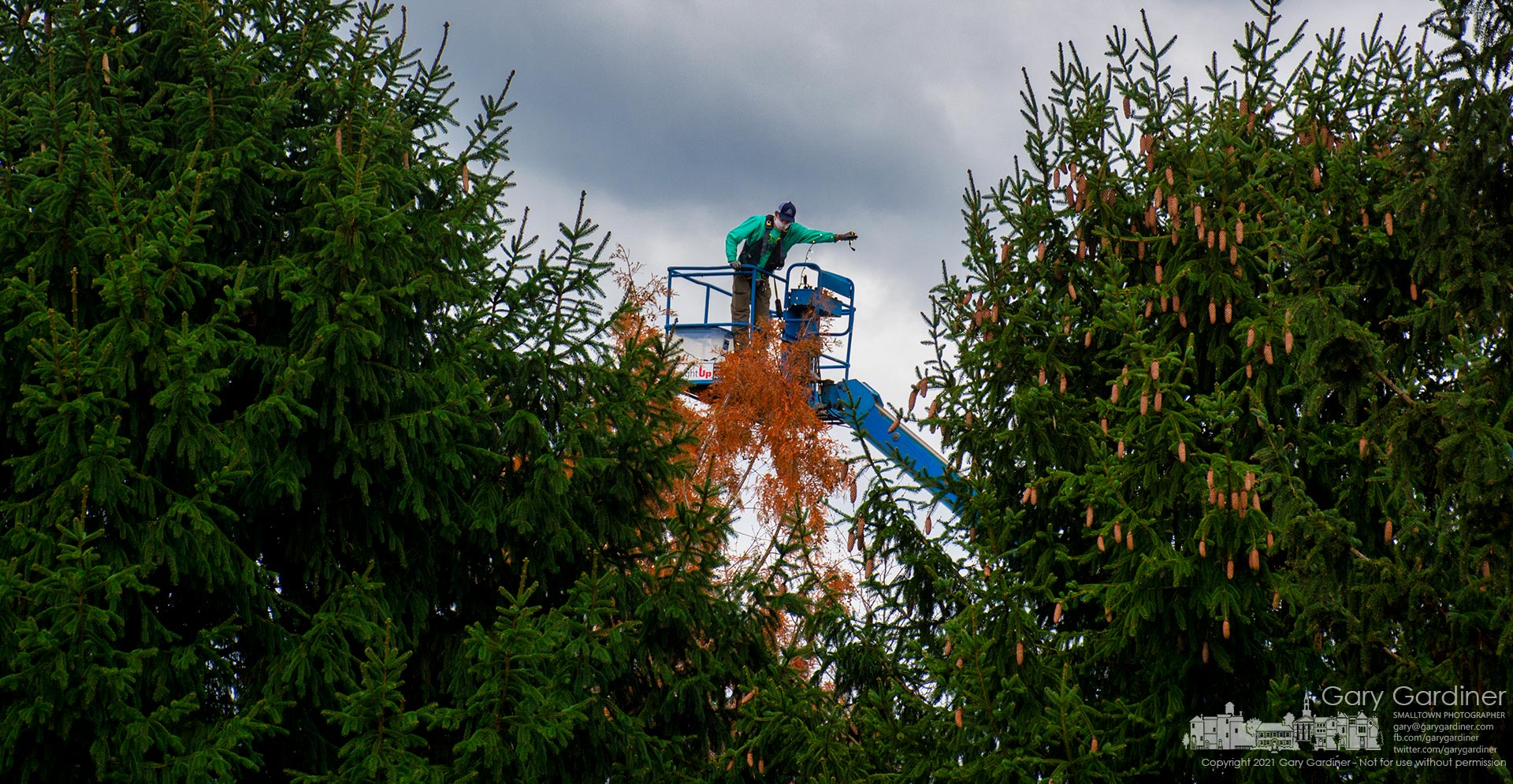 A Westerville Parks worker dangles strings of led lights before lowering them onto branches of a tree on the lawn at Heritage Park as the city prepares for the holiday season beginning after Thanksgiving. My Final Photo for Nov. 17, 2021.
