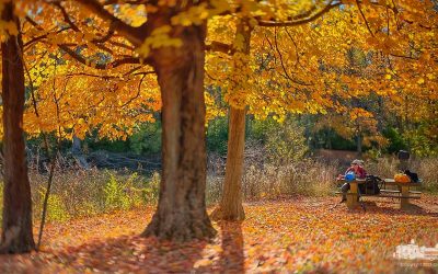 Autumn Afternoon