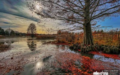 Wetlands Fall Wonders