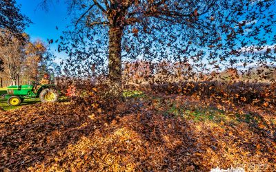When Autumn Leaves Start To Fall