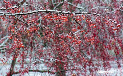 First Snow