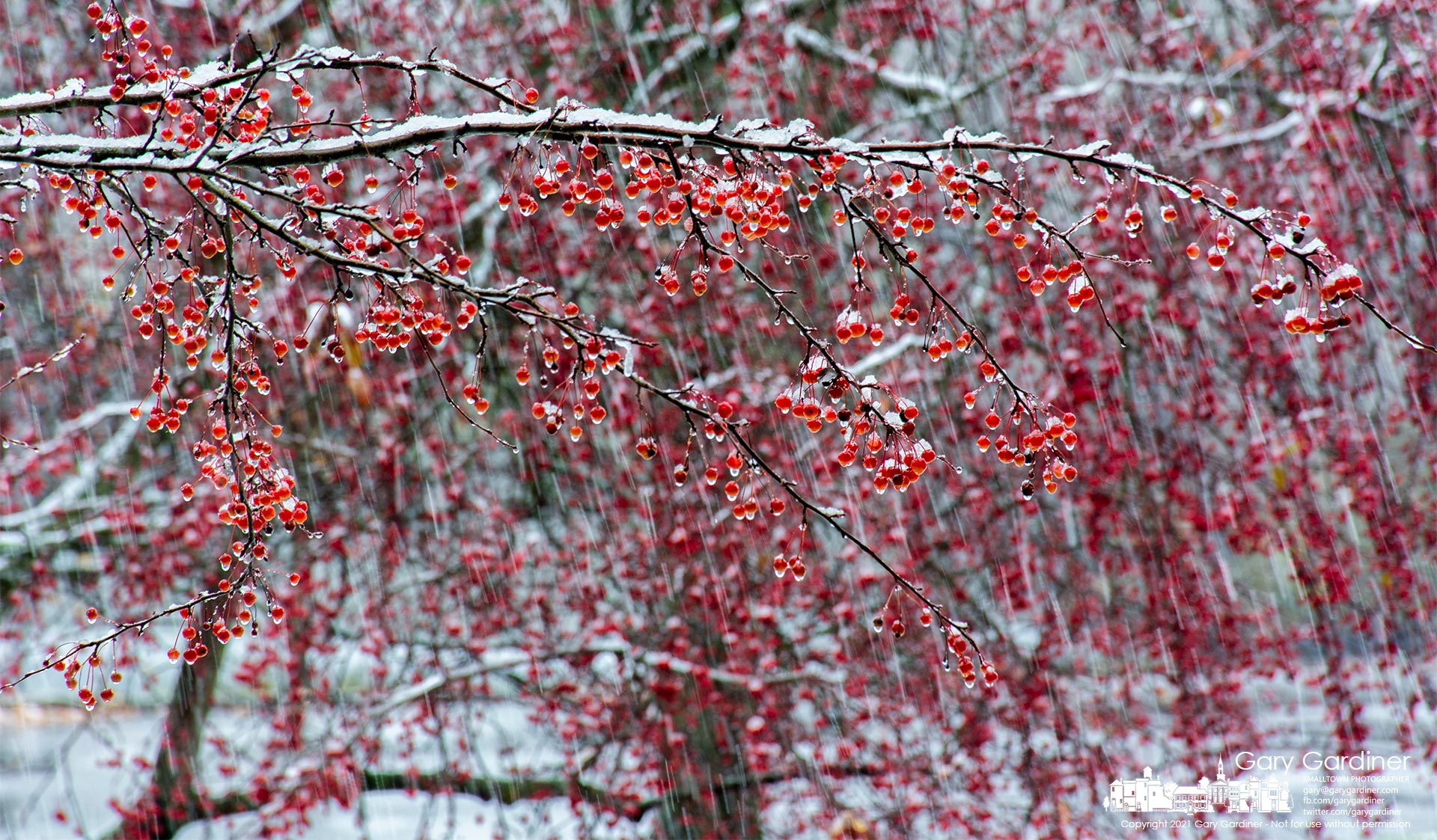 Snow falls and settles on crabapples bourne on bare branches of trees dotting the perimeter of open fields at Alum Creek Park North. My Final Photo for Nov. 14, 2021.